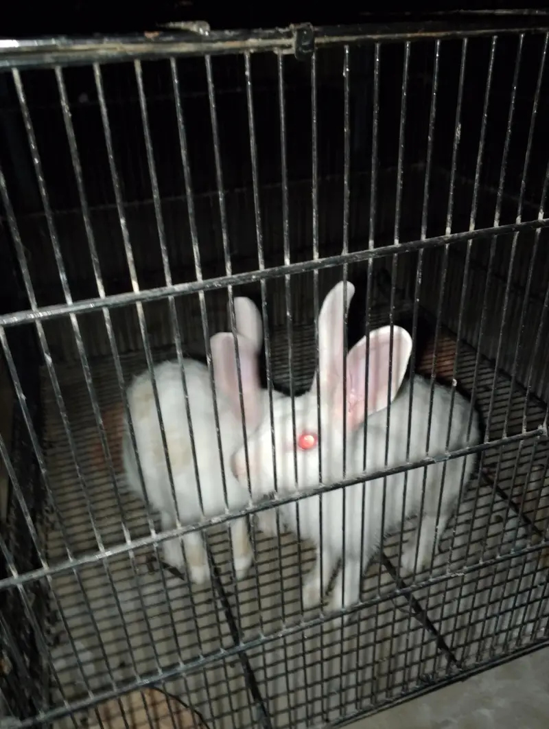 Rabbit white pair red eyes full tyar jora — photo 4