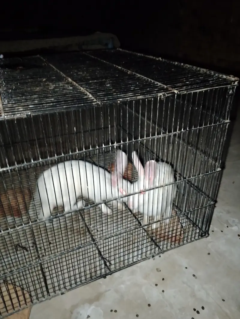Rabbit white pair red eyes full tyar jora — photo 5