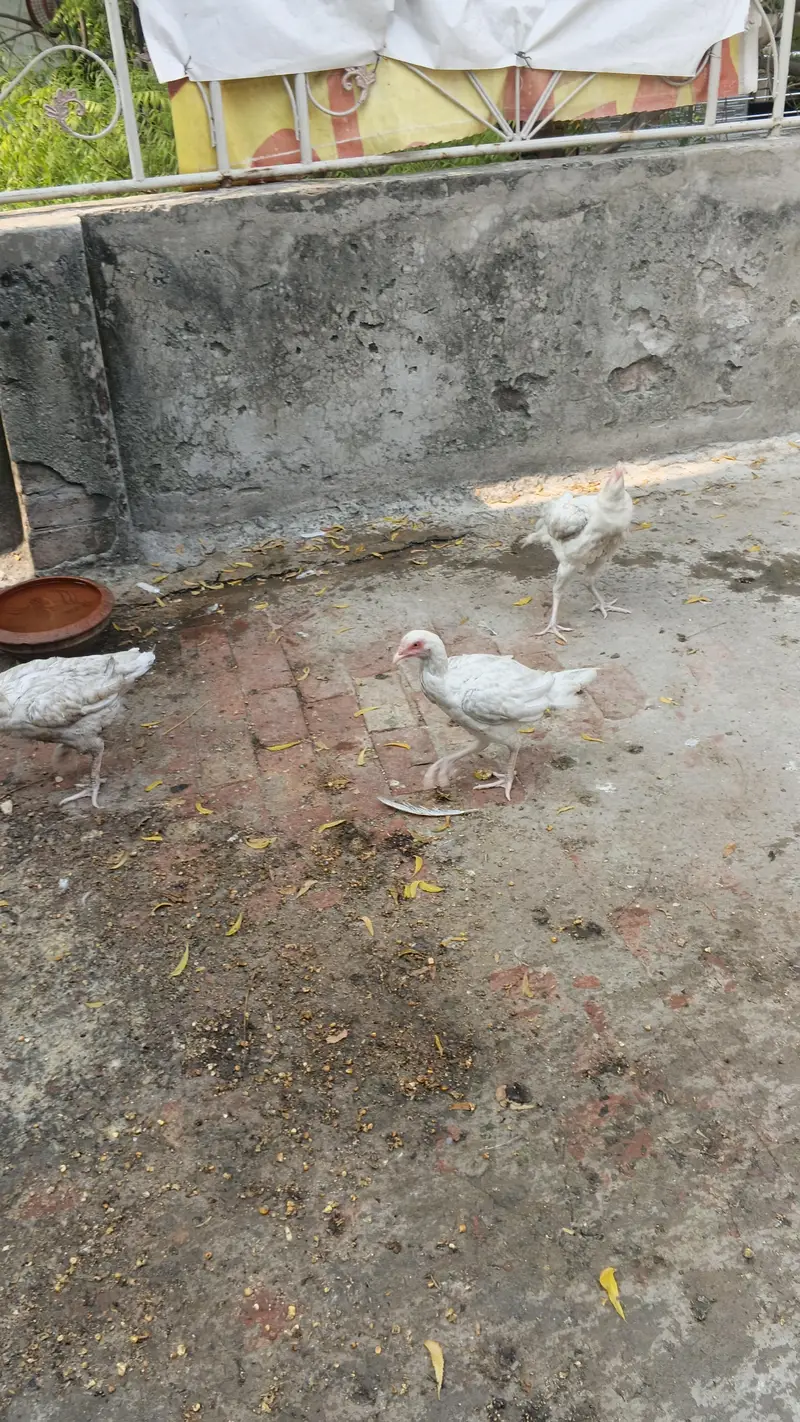 Aseel Heera murga murgian for sale — photo 2