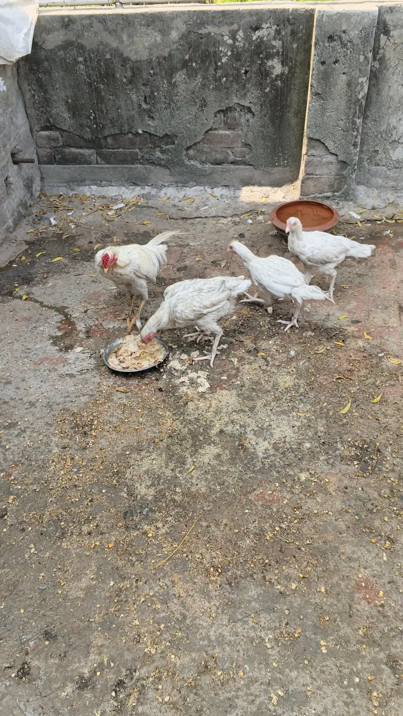Aseel Heera murga murgian for sale — photo 3
