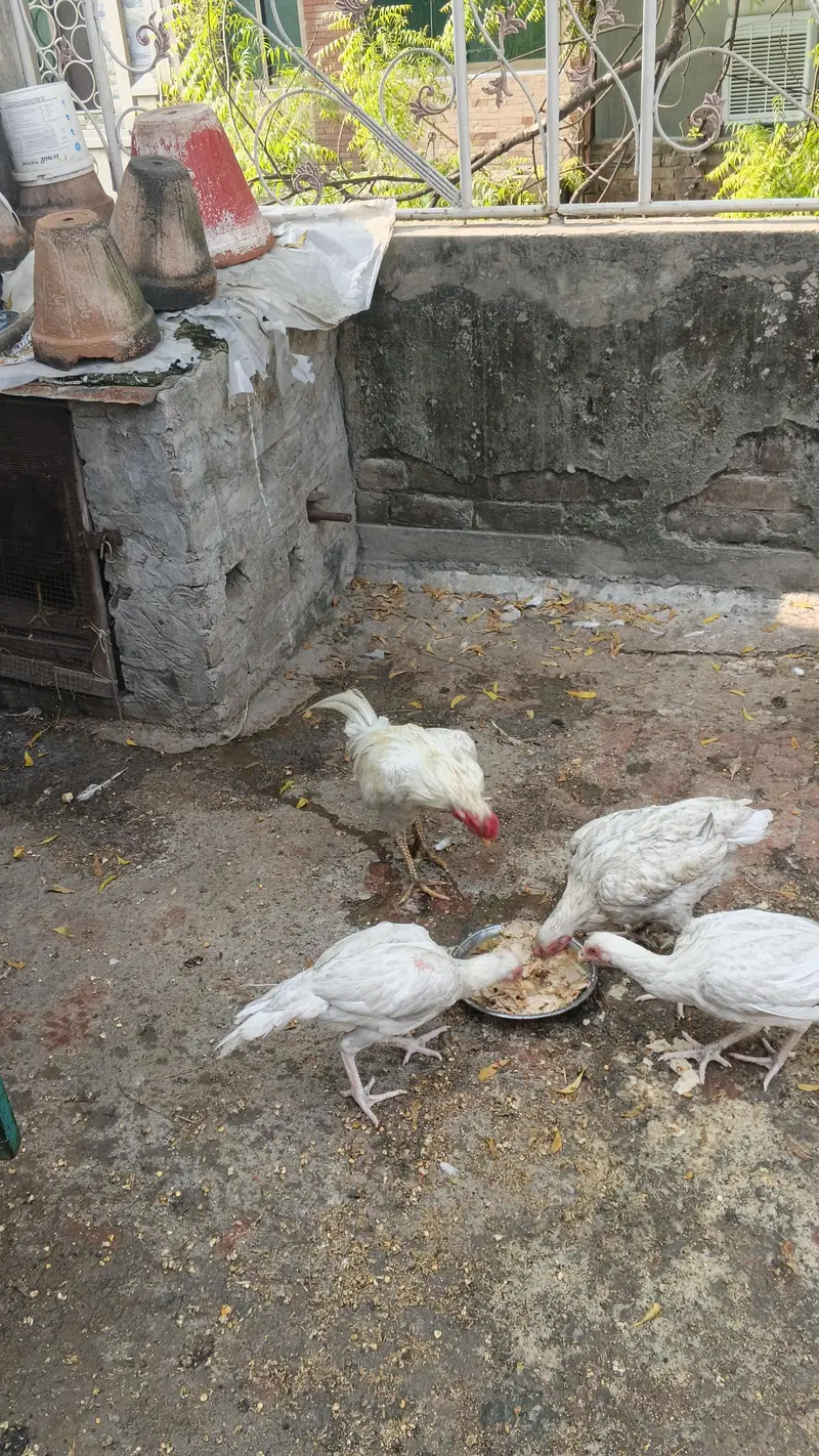 Aseel Heera murga murgian for sale — photo 5