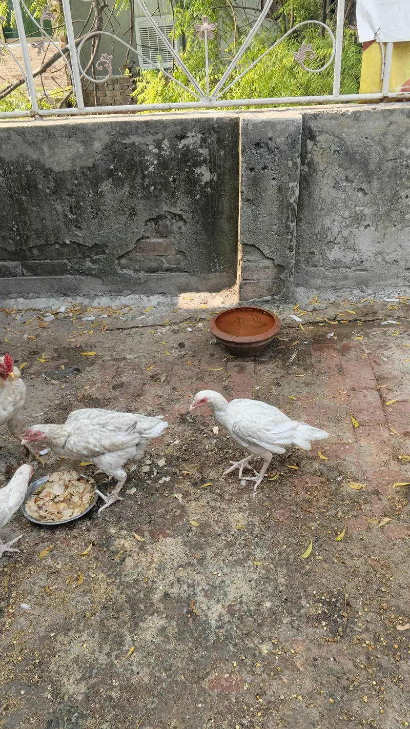 Aseel Heera murga murgian for sale — photo 6