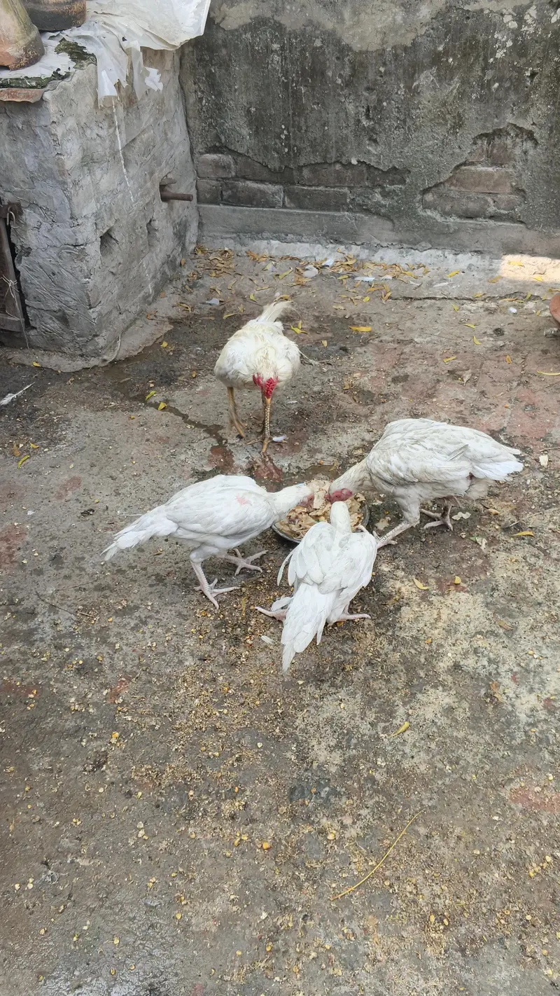 Aseel Heera murga murgian for sale — photo 7