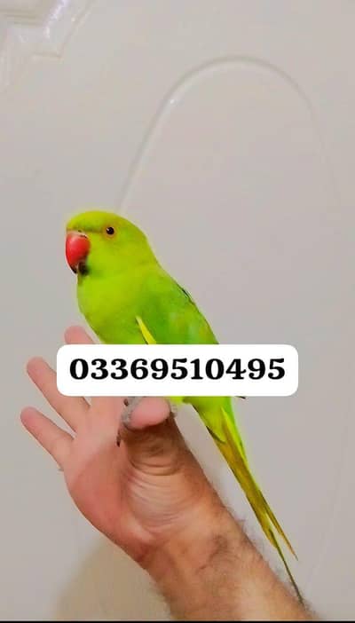 03369510495 parrot  handtame for sale