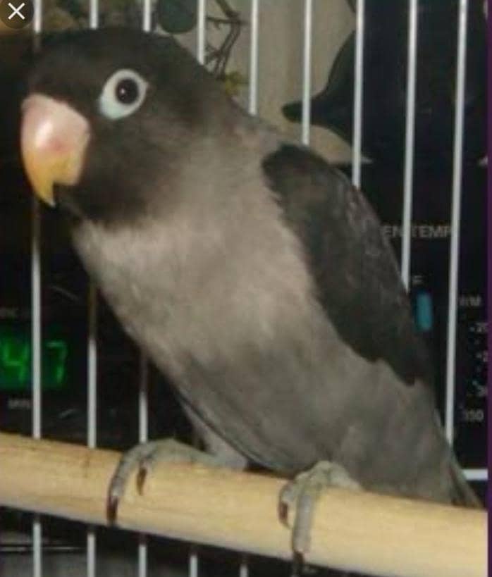 breeder pair 1
