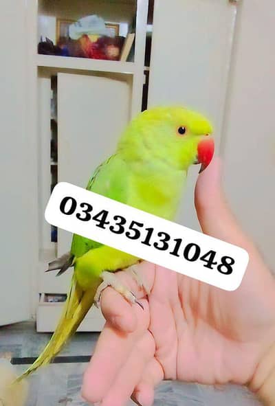 parrot handtame for sale