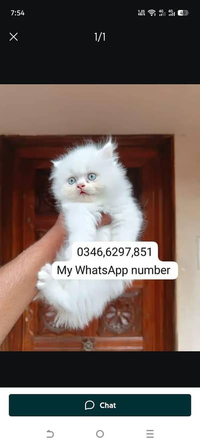 Persian kittens for sale