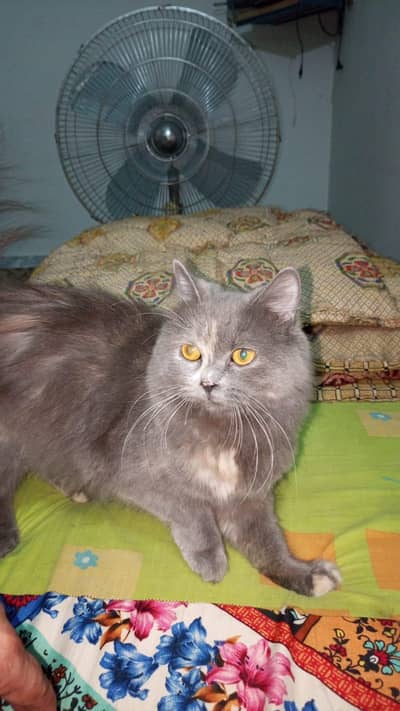 Persian Double Cote