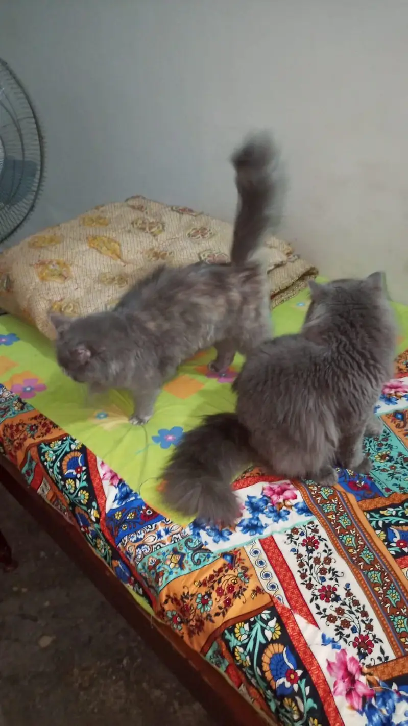 Persian Double Cote — photo 2