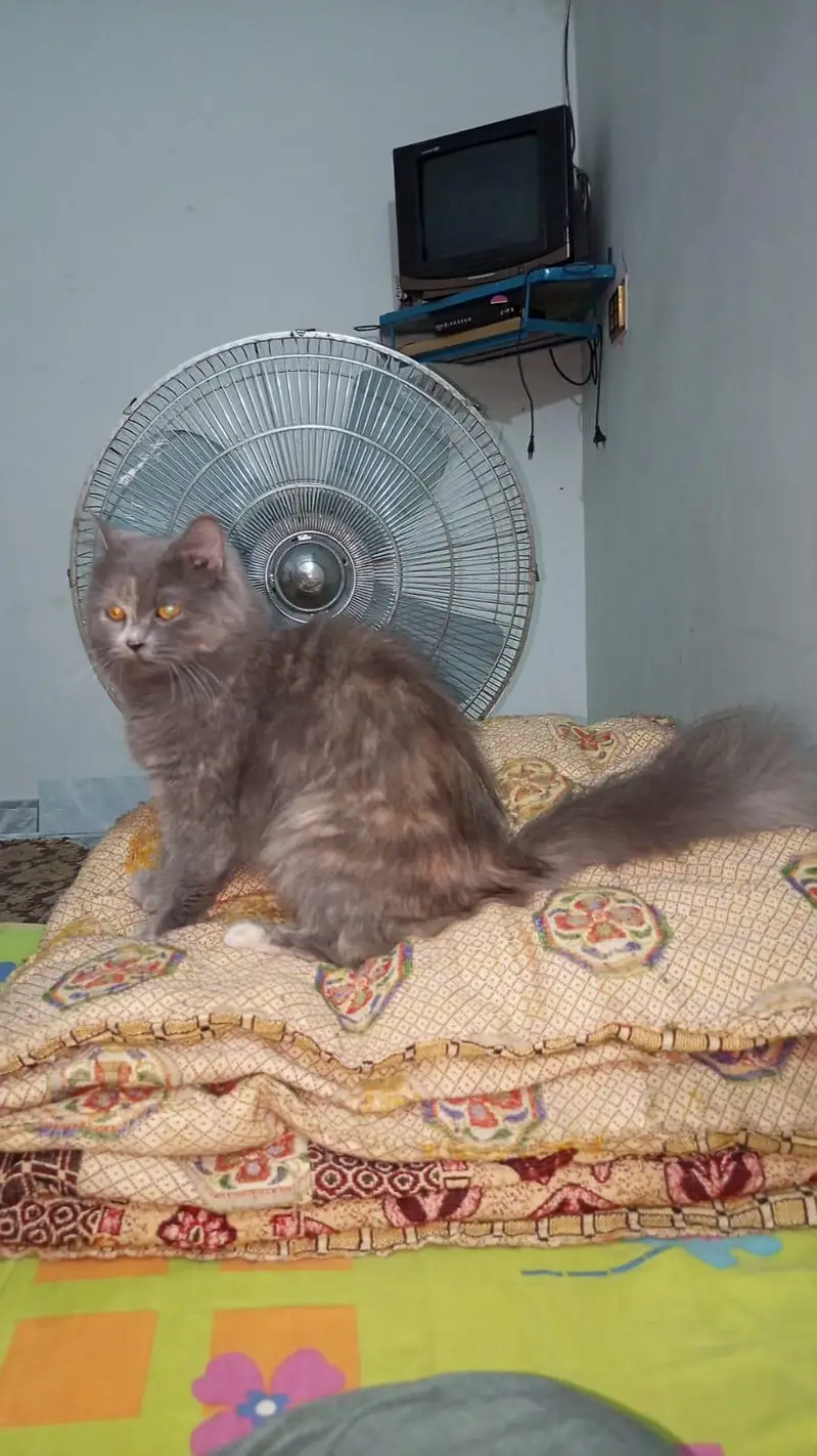 Persian Double Cote — photo 3