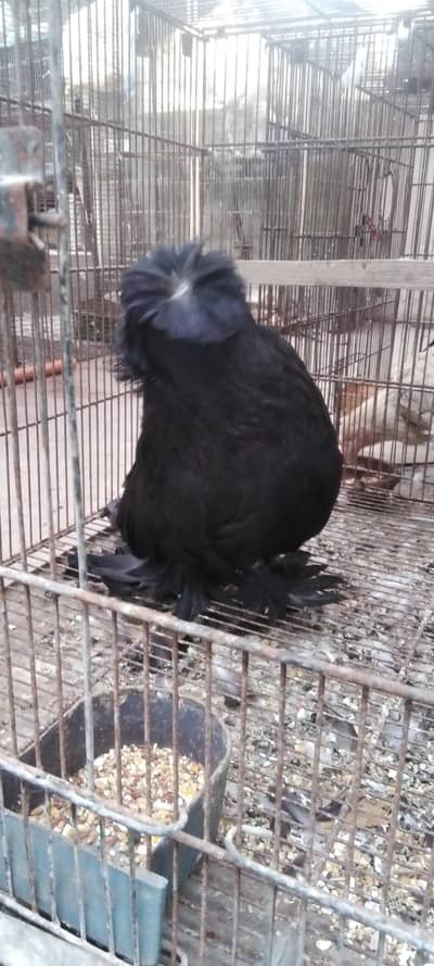 top quality pigeon