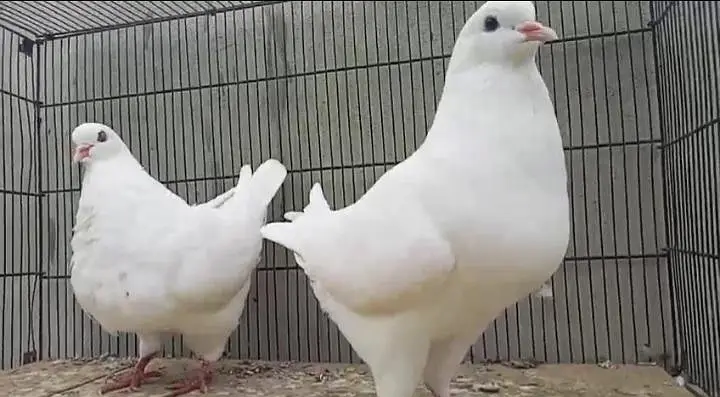 top quality pigeon — photo 2