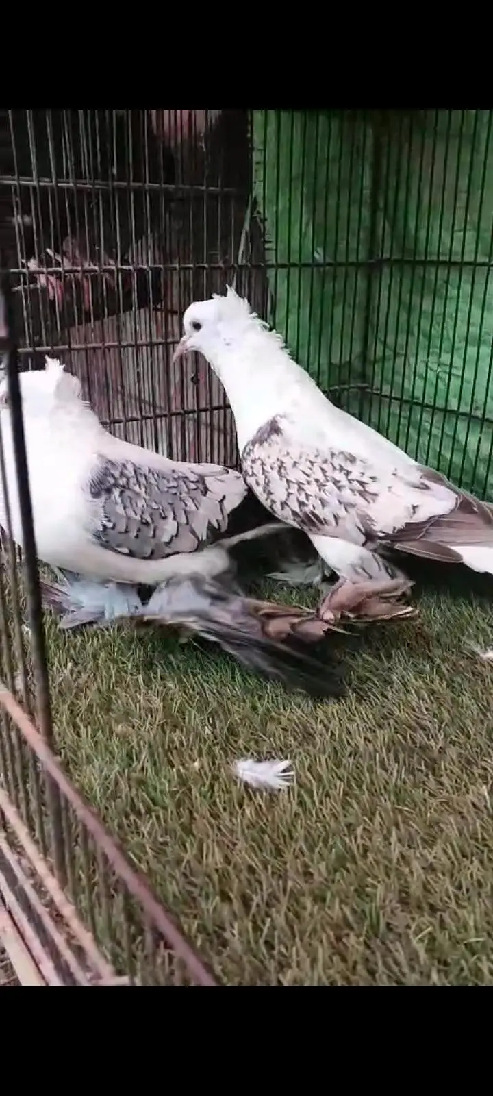 top quality pigeon — photo 4