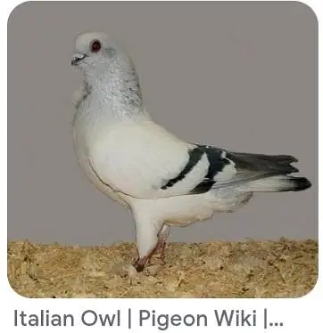 top quality pigeon — photo 6