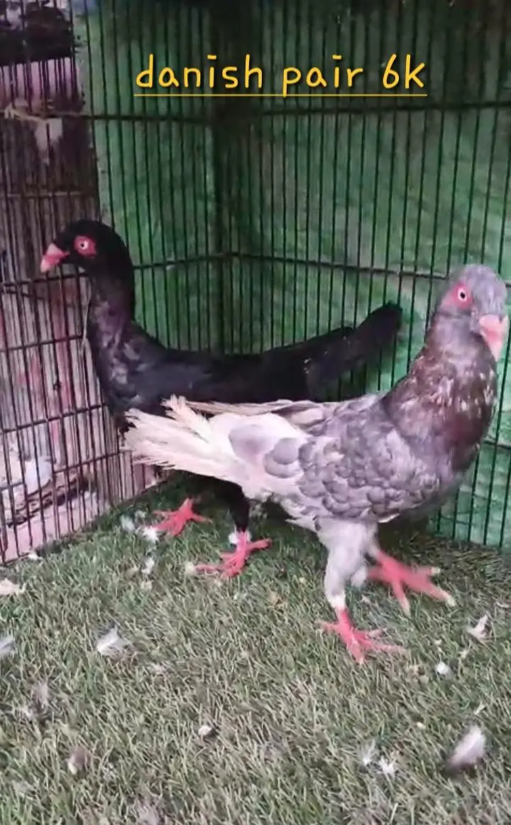 top quality pigeon — photo 8