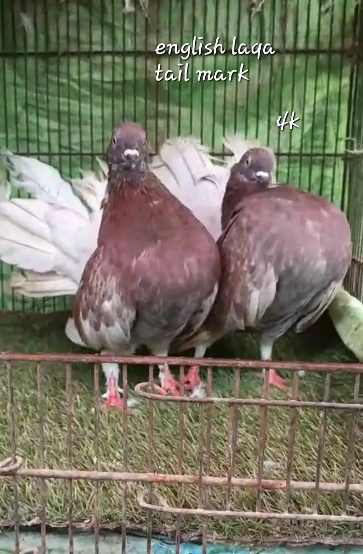 top quality pigeon — photo 9