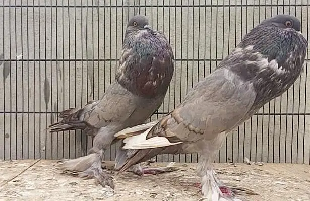 top quality pigeon — photo 10