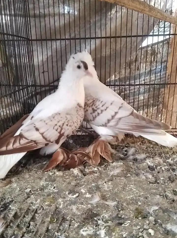 top quality pigeon — photo 12