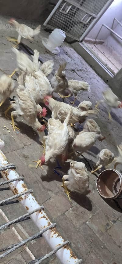 Valaiery Kukkaar white cock