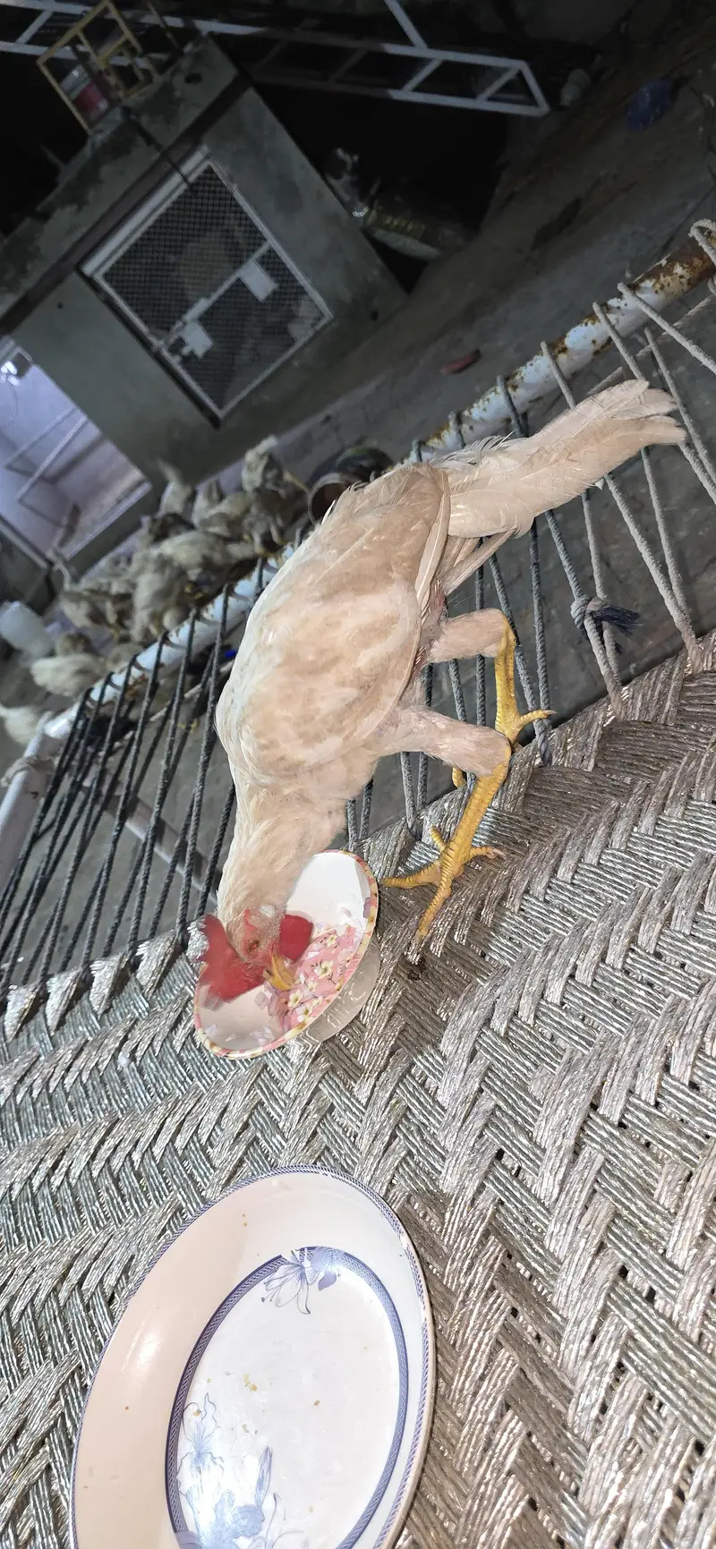Valaiery Kukkaar white cock — photo 2