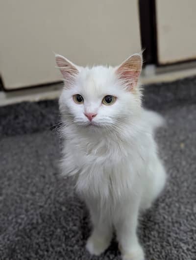 Cute Doll face Persian cat for sale cute cat