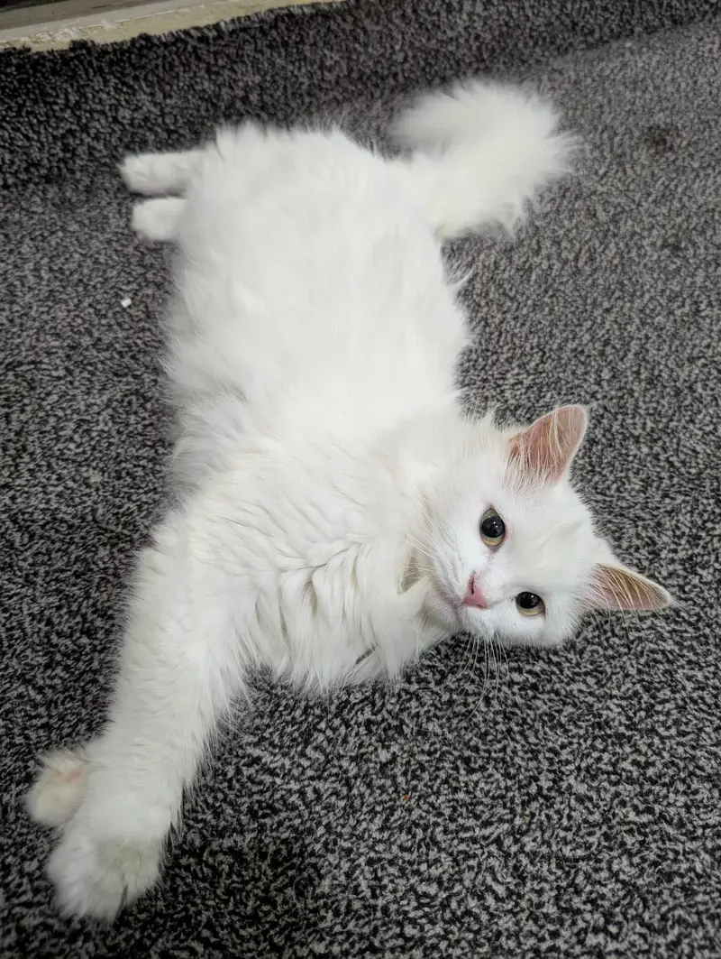 Cute Doll face Persian cat for sale cute cat — photo 2