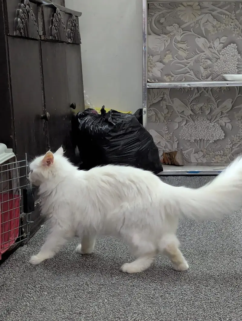 Cute Doll face Persian cat for sale cute cat — photo 3