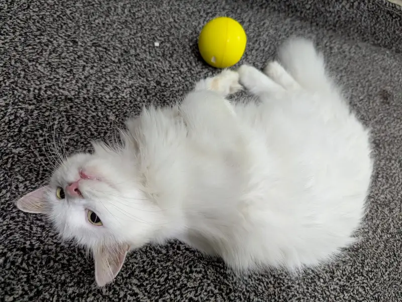 Cute Doll face Persian cat for sale cute cat — photo 4