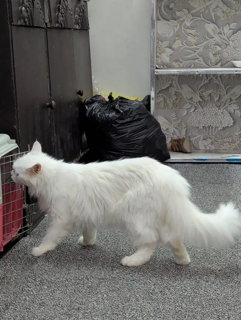Cute Doll face Persian cat for sale cute cat — photo 5
