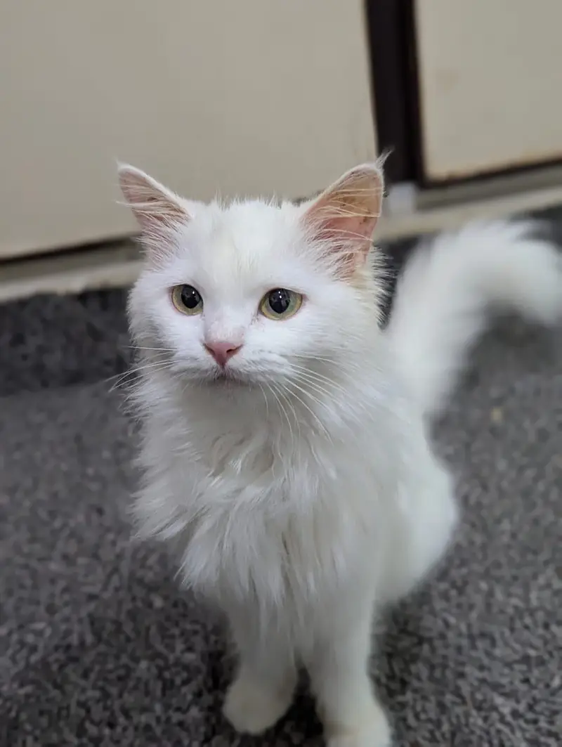 Cute Doll face Persian cat for sale cute cat — photo 6