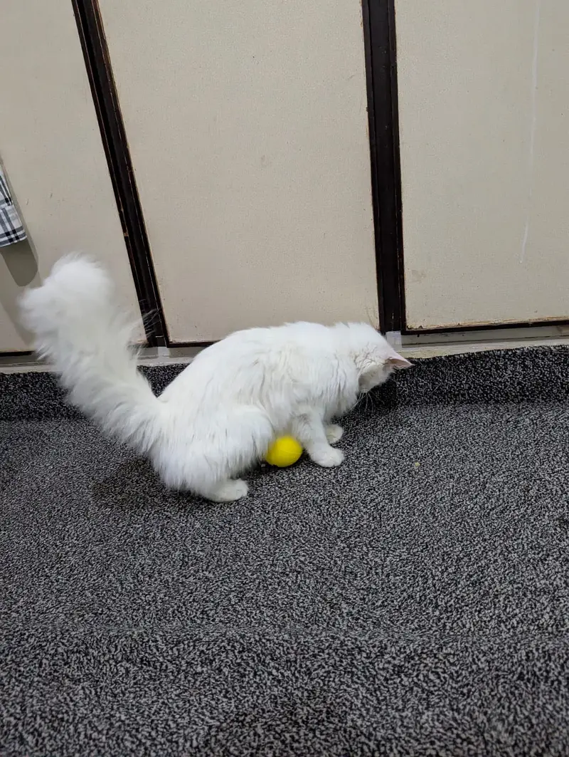 Cute Doll face Persian cat for sale cute cat — photo 7