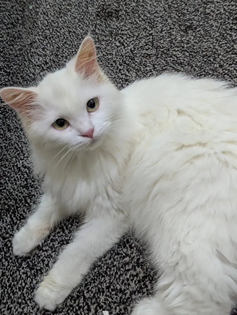 Cute Doll face Persian cat for sale cute cat — photo 8
