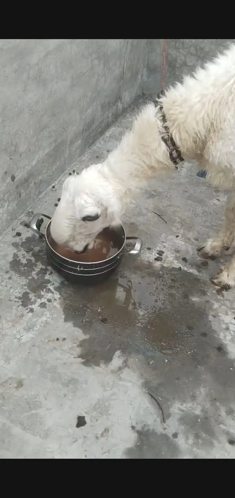 Mundri pure cross sheep — photo 5