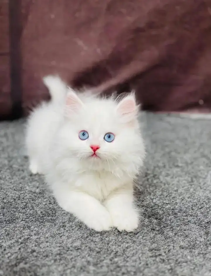 Persian Female kitten for sale 0346+9227+576 Whatsapp — photo 2