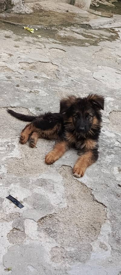 German shepherd