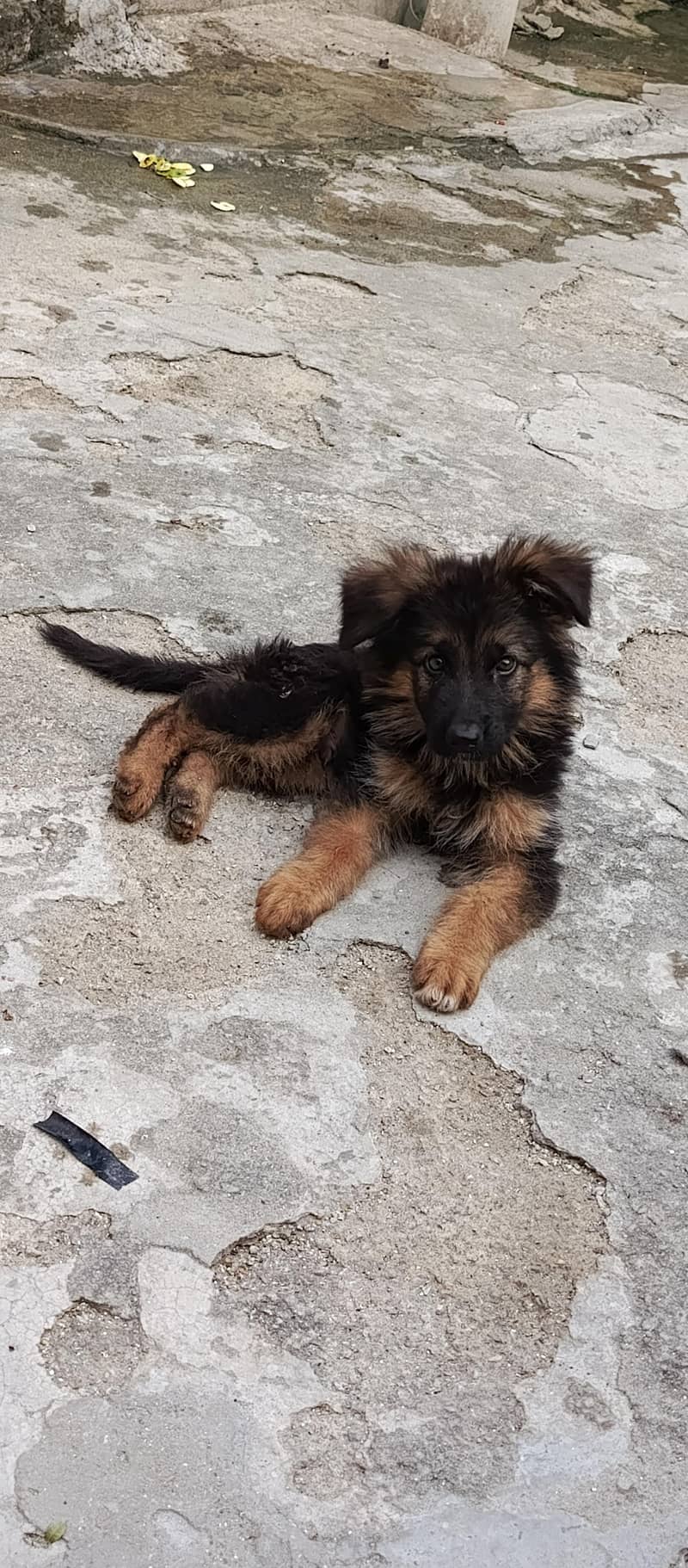 German shepherd 0