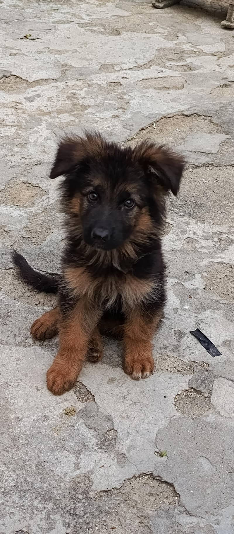 German shepherd 1