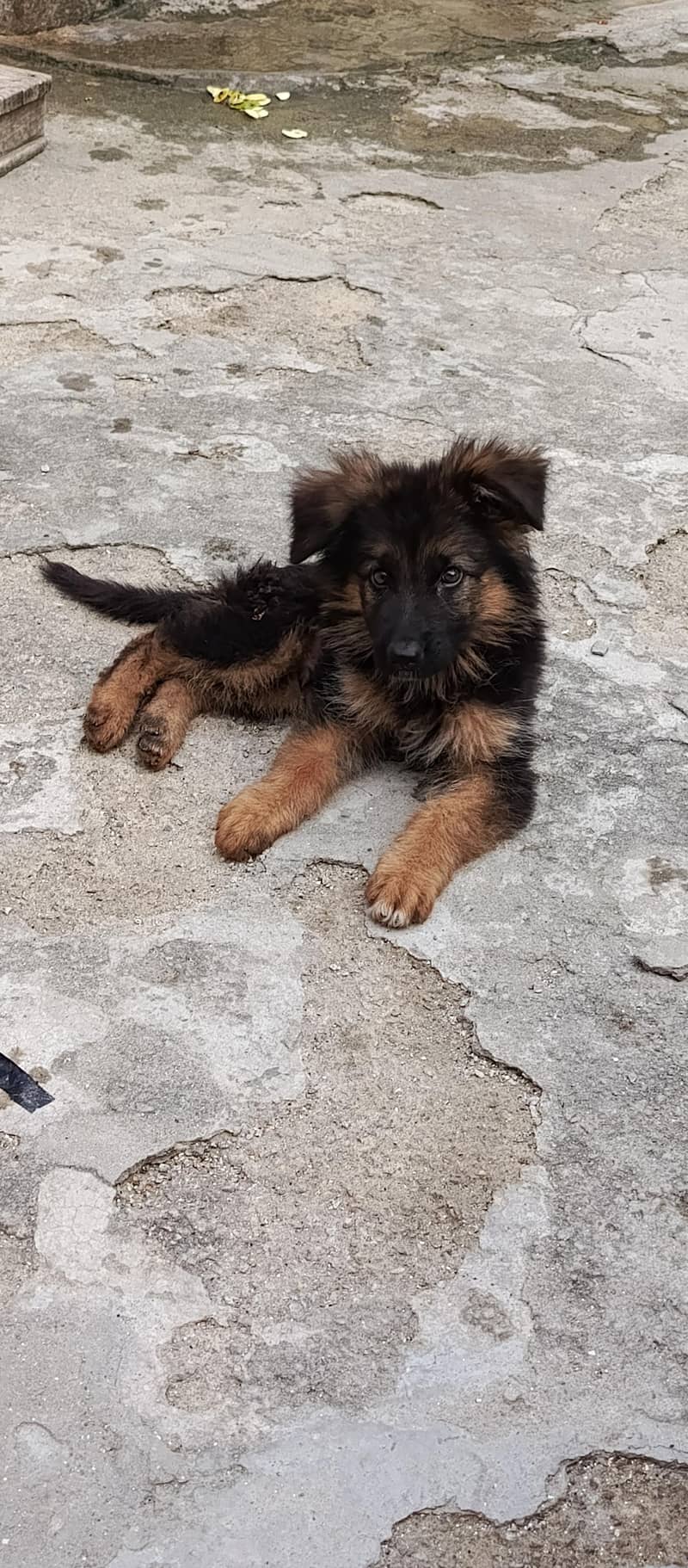 German shepherd 2