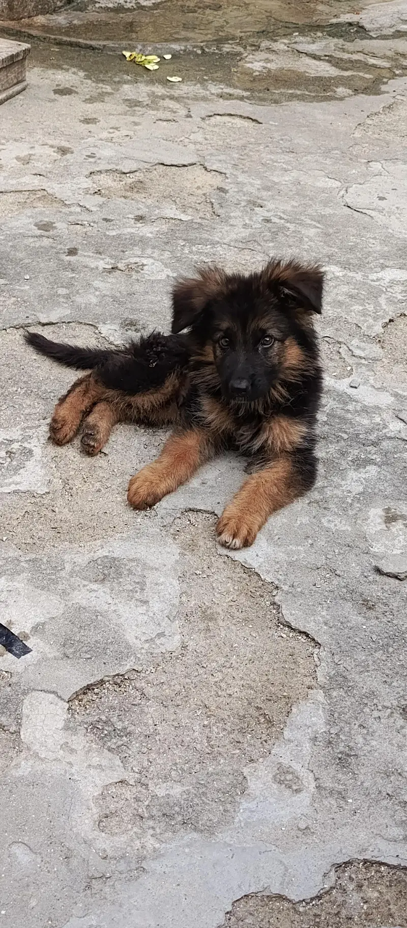 German shepherd — photo 3