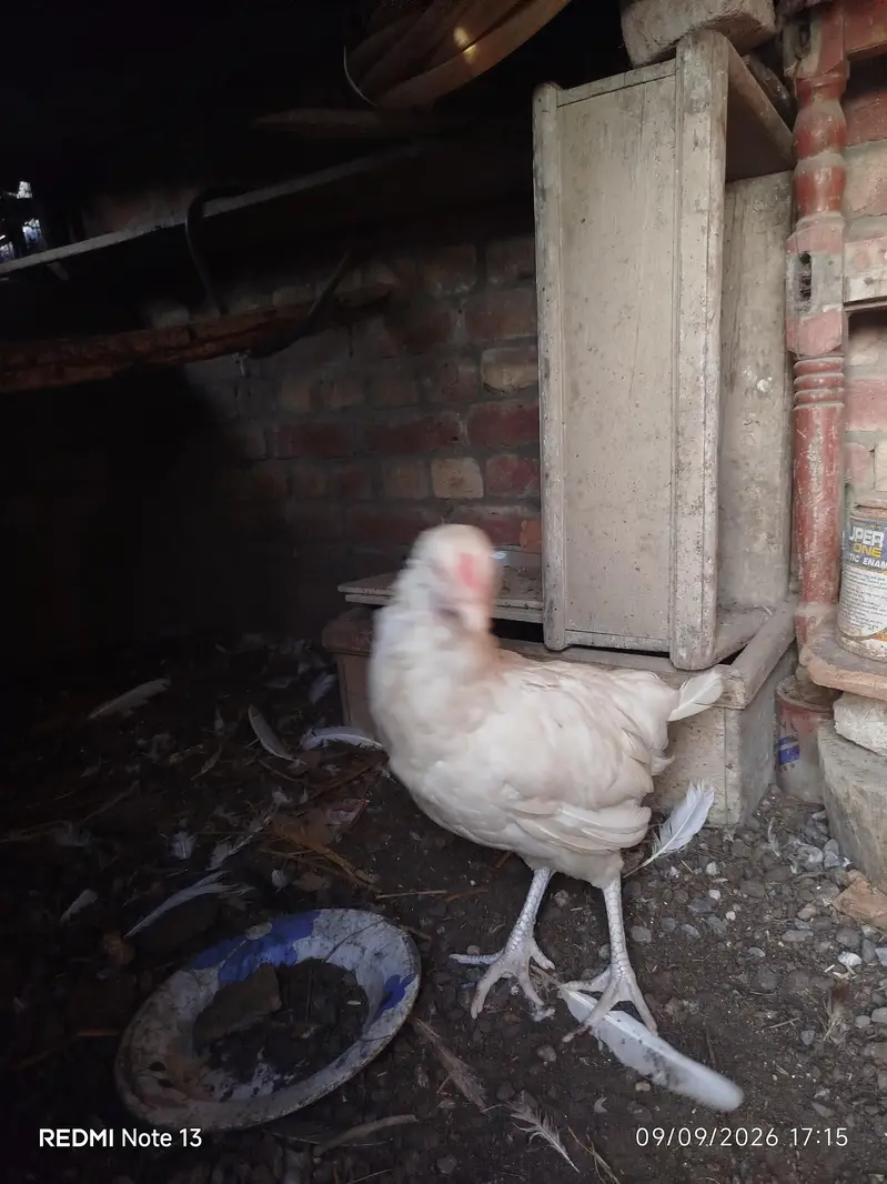 aseel — photo 2