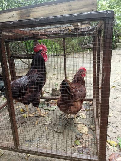 RIR heritage egg laying pair