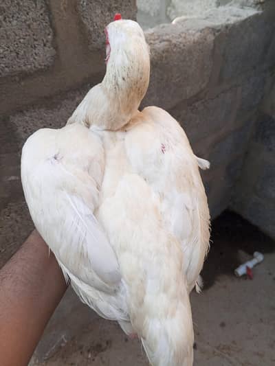 Aseel hen for sale