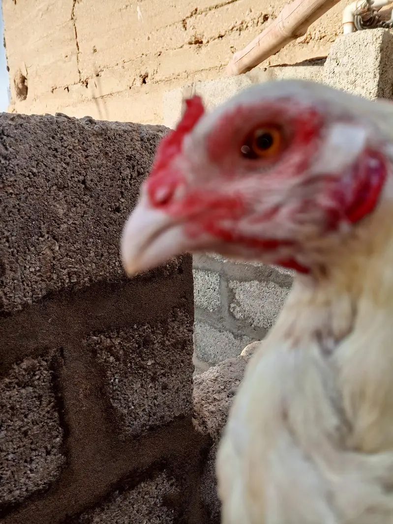 Aseel hen for sale — photo 2
