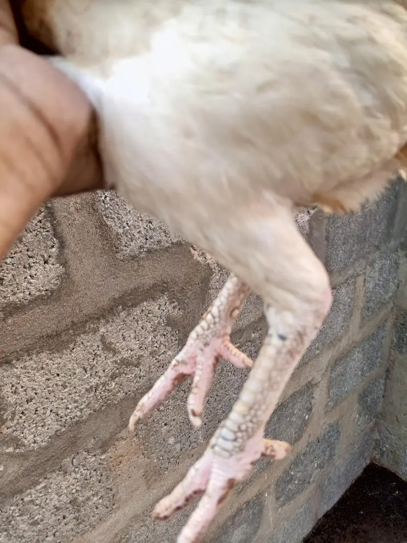 Aseel hen for sale — photo 3