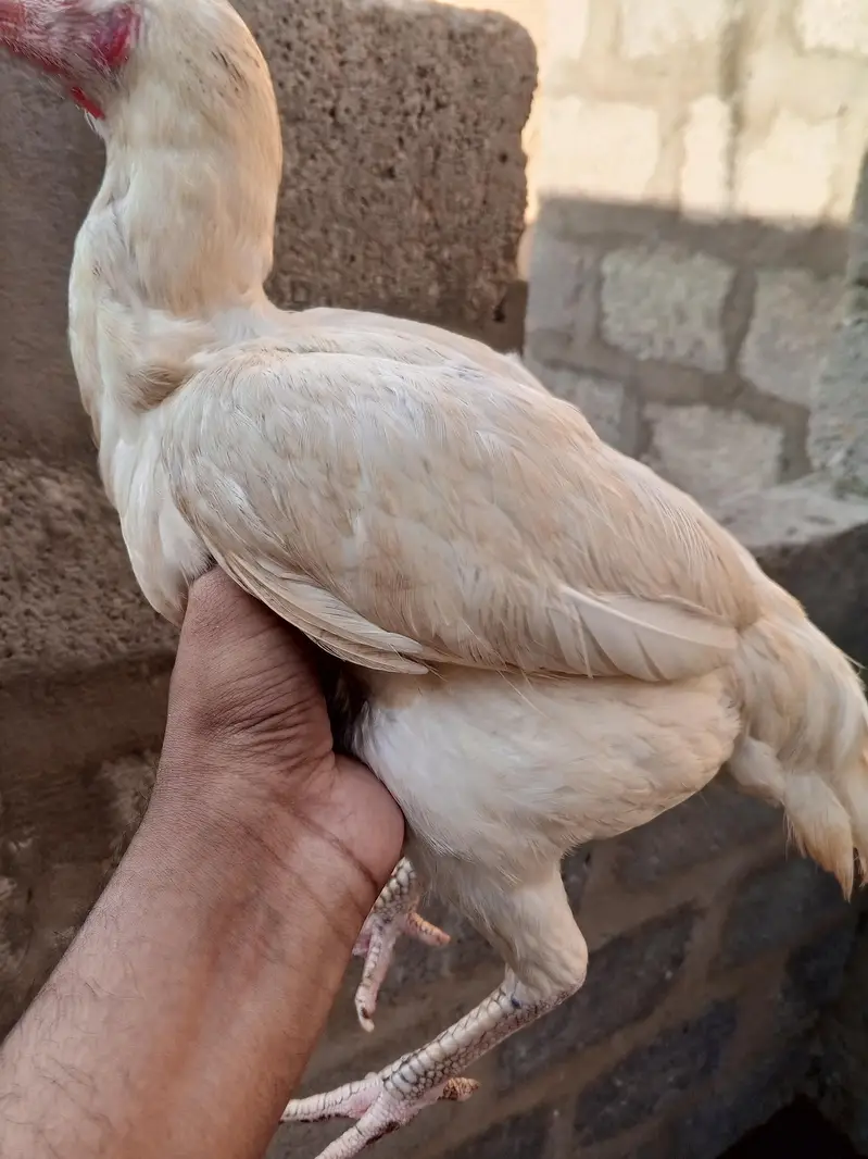 Aseel hen for sale — photo 4
