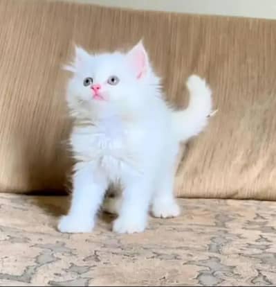 Persian Female kitten for sale 0346+9227+576 Whatsapp