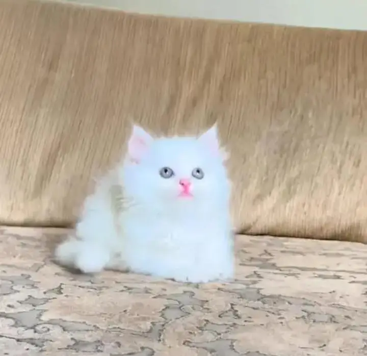 Persian Female kitten for sale 0346+9227+576 Whatsapp — photo 2