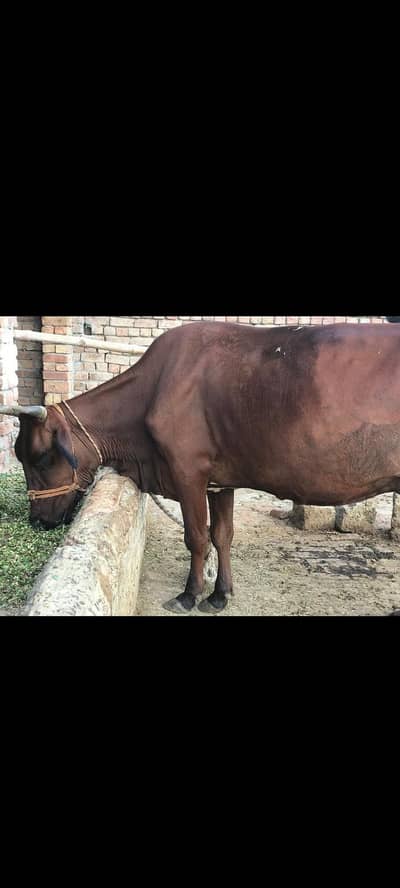 cow for sale 03033057164 falto ma koi call na kry