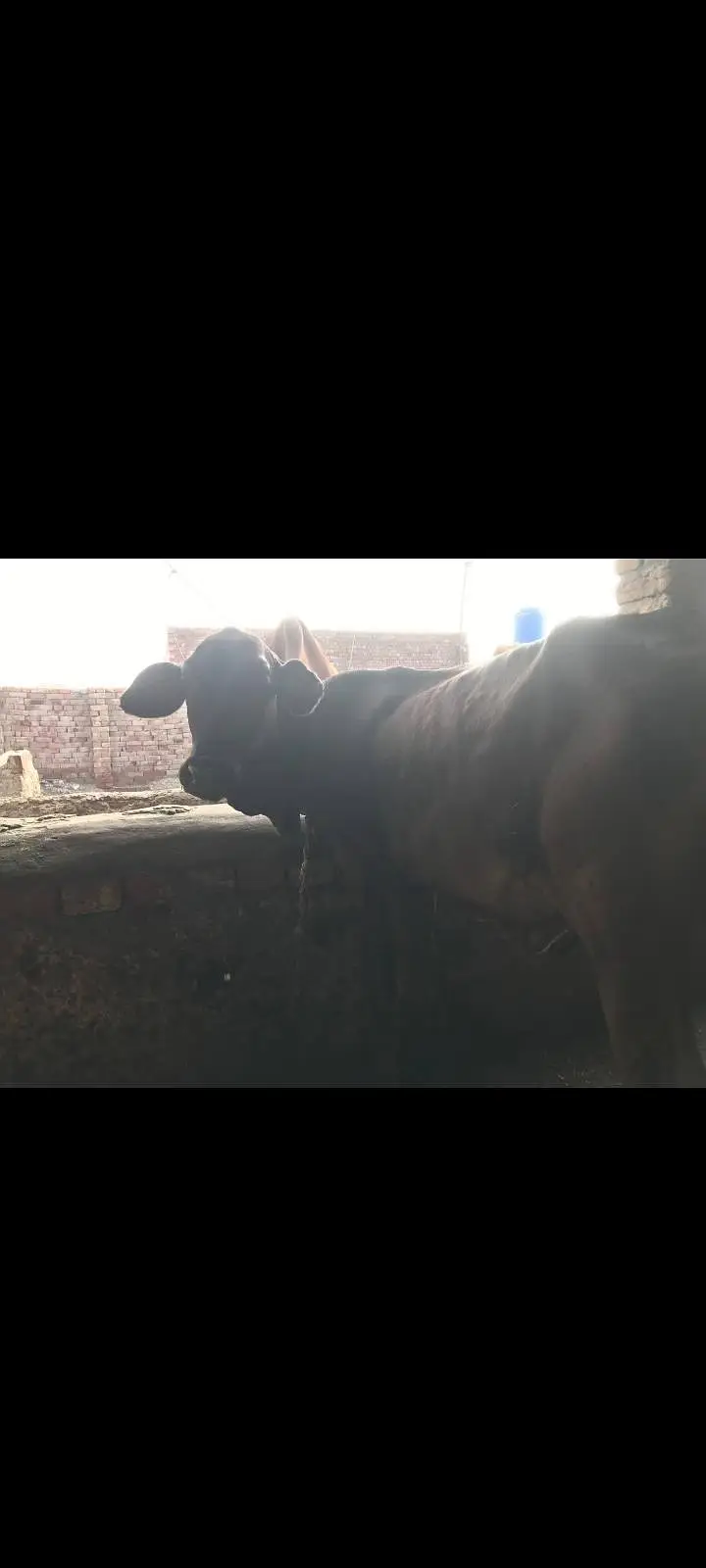 cow for sale 03033057164 falto ma koi call na kry — photo 2