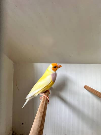 yellow Gouldian Female spilt blue